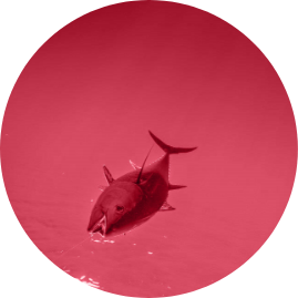 bota sare home tuna red